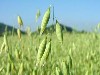 Fitoterapia si: Avena sativa ed i suoi utilizzi.