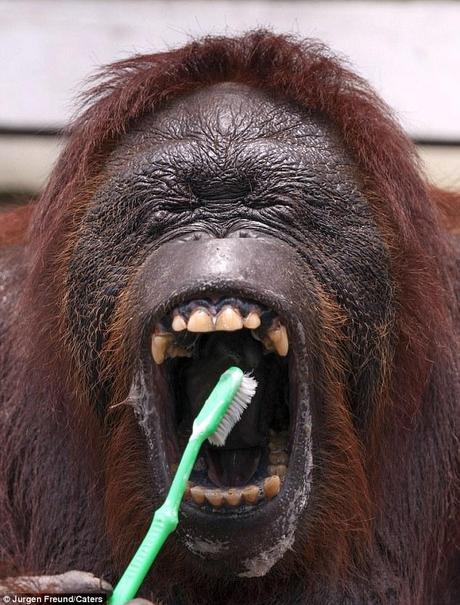 Open wide: Orangutan Siswi demonstrates excellent oral hygiene as it uses a toothbrush to clean its teeth
