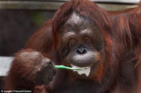 Foaming at the mouth: Siswi, 34, gives its impressive set of teeth a good scrub at the Camp Leakey refuge in Borneo