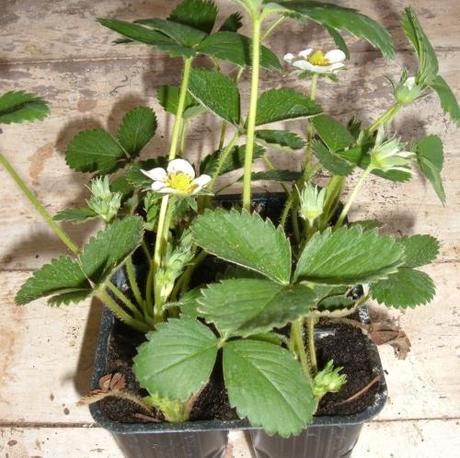 LE FRAGOLE SI TRAPIANTANO IN LUNA CRESCENTE