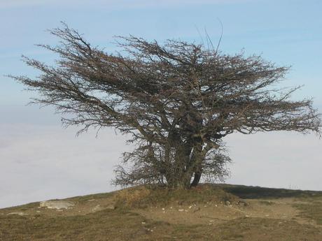 E’ la festa degli alberi!