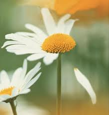 TRADIMENTO: ISTRUZIONI PER L'USO