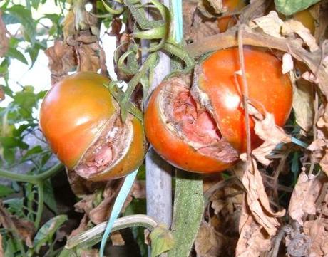 MALATTIE DEL POMODORO. LA SPACCATURA STELLARE