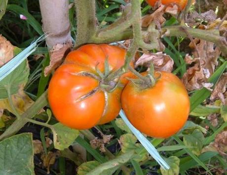 MALATTIE DEL POMODORO. LA SPACCATURA STELLARE