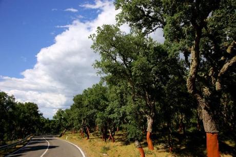 Quercia da sughero