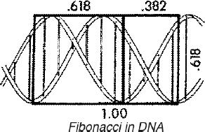 La Sezione Aurea – Una traccia di Dio