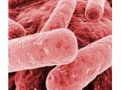 Allarme klebsiella pneumoniae, batterio sempre resistente agli antibiotici