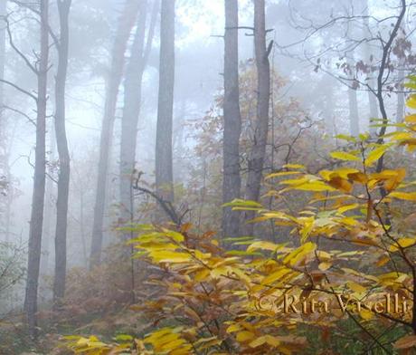 L'AUTUNNO DELL'ACQUARELLISTA