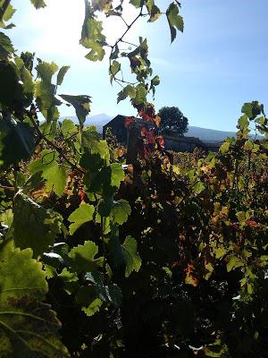 Autumn leaves. Tenuta di Fessina