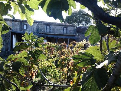 Autumn leaves. Tenuta di Fessina