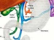 Cura delle varici: Dimagrire depurando fegato