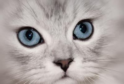 Gli occhi del gatto