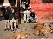 Nepali dogs