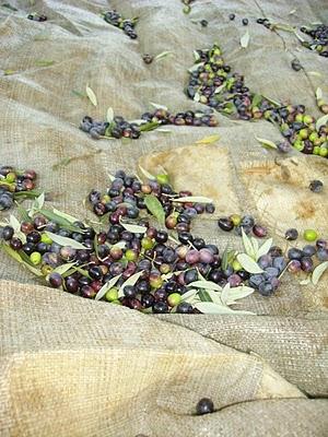 Un sabato fuori porta tra olive e castagne