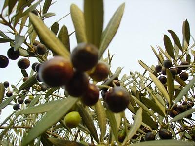 Un sabato fuori porta tra olive e castagne