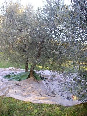 Un sabato fuori porta tra olive e castagne