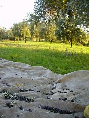 Un sabato fuori porta tra olive e castagne