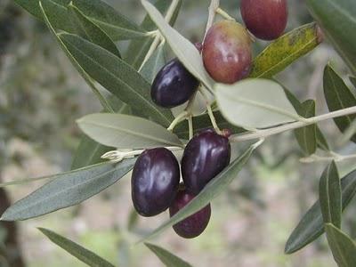 LE OLIVE NERE