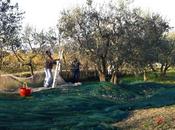 Olivo, momento della raccolta l’olio nuovo avvicina…)