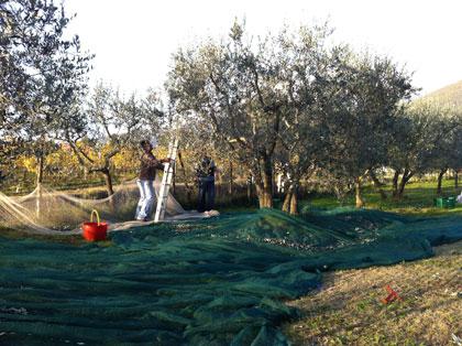 Olivo, Ã¨ il momento della raccolta (e l'olio nuovo si avvicina...)