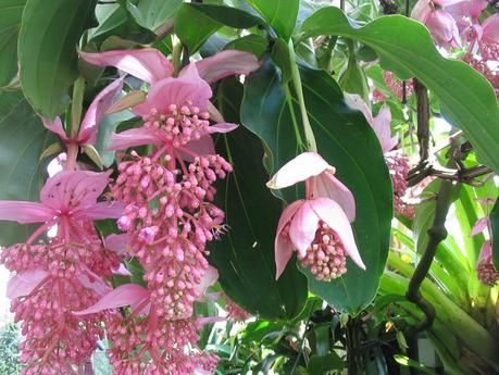 La “Medinilla”