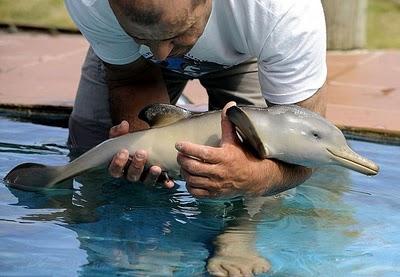 IL PICCOLO DELFINO SALVO PER MIRACOLO