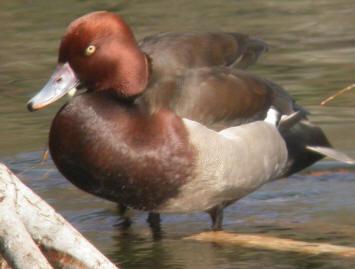 tante anatre all'Oasi Lago Salso