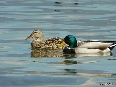 tante anatre all'Oasi Lago Salso