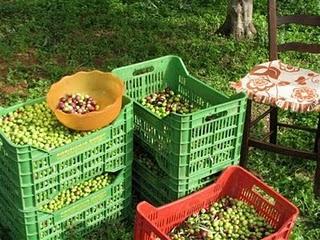 Raccolta delle olive