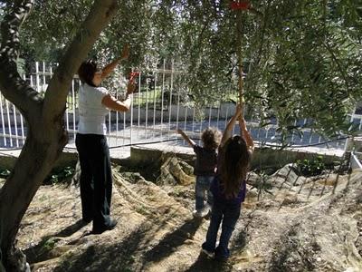 Raccolta delle olive