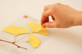 una foglia di Ginkgo come post-it