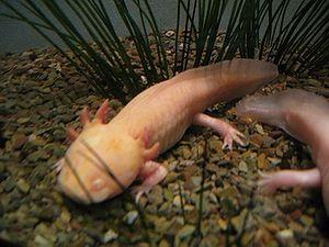 W:Axolotls, (albino specimens)