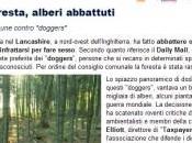 Sesso foresta, alberi abbattuti