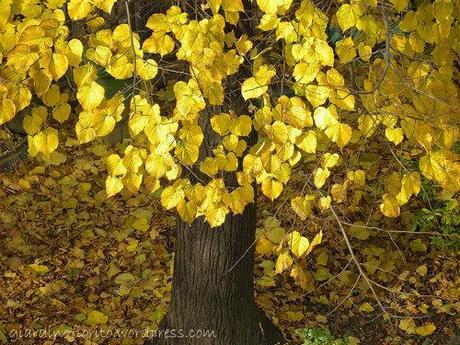 Pomeriggio d’autunno