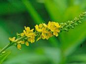 Agrimonia, protezione fegato