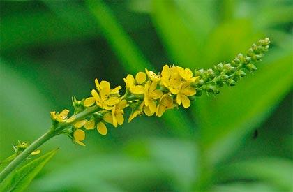 Agrimonia, per la protezione del fegato