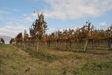 Entre chateaux, caves et vignobles.