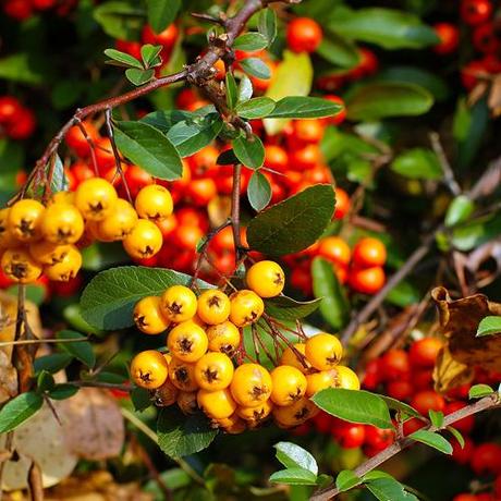 Colori d’autunno: bacche gialle / Autumn Colors: yellow berries