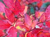 caduta delle foglie rosse