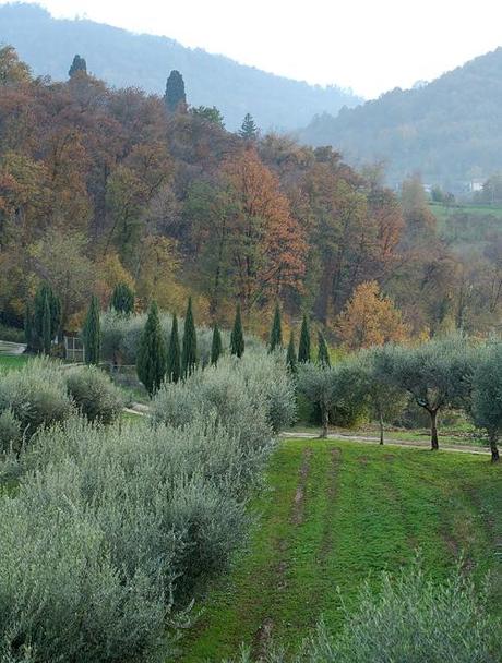 Lo strobilo del cipresso