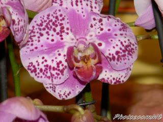 Le orchidee di Morosolo(VA)-2°
