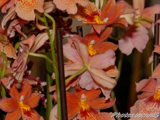 Le orchidee di Morosolo(VA)-2°