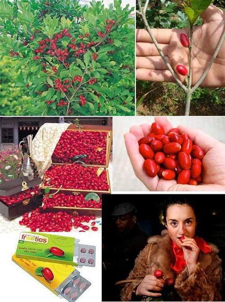 Miracolina e Miracle fruit ( Synsepalum dulcificum)