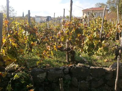 “…il vulcano in mezzo al mare sprofondava. E l’acqua con il fuoco si scontrava”. I nuovi vigneti di Carricante a Milo da cui nascerà l’Etna DOC Bianco Superiore A’ Puddara di Tenuta di Fessina