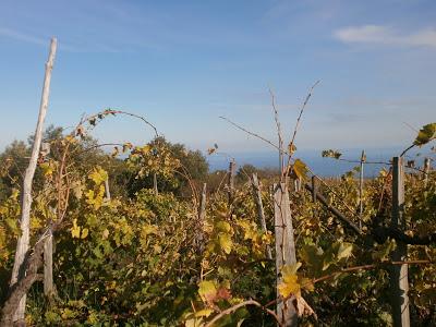 “…il vulcano in mezzo al mare sprofondava. E l’acqua con il fuoco si scontrava”. I nuovi vigneti di Carricante a Milo da cui nascerà l’Etna DOC Bianco Superiore A’ Puddara di Tenuta di Fessina