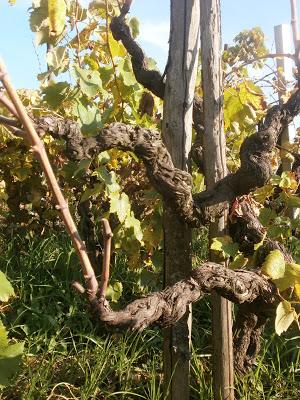 “…il vulcano in mezzo al mare sprofondava. E l’acqua con il fuoco si scontrava”. I nuovi vigneti di Carricante a Milo da cui nascerà l’Etna DOC Bianco Superiore A’ Puddara di Tenuta di Fessina