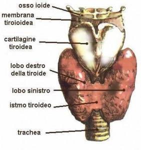 Riattiva la tiroide e dimagrisci subito