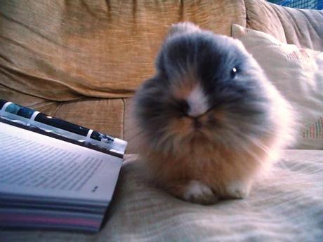 tricky bunny - charlie