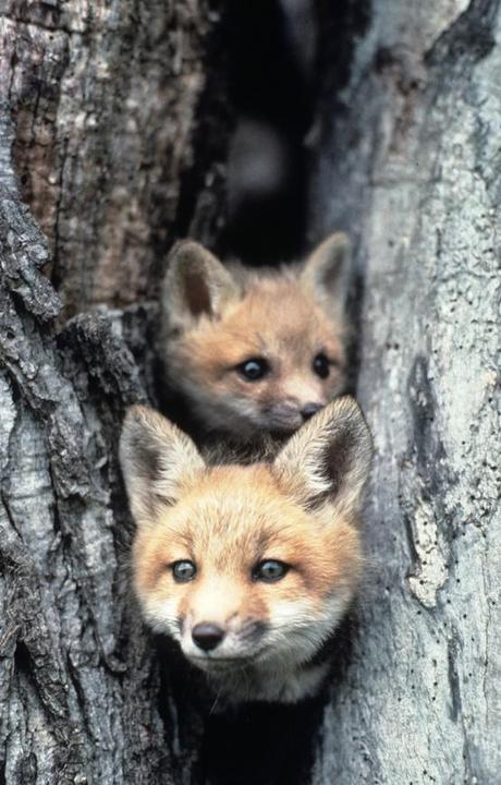 Dear Foxes, Enjoy your Sunday!