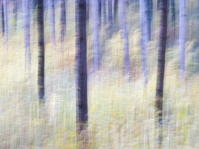 ICM (Intentional Camera Movement)